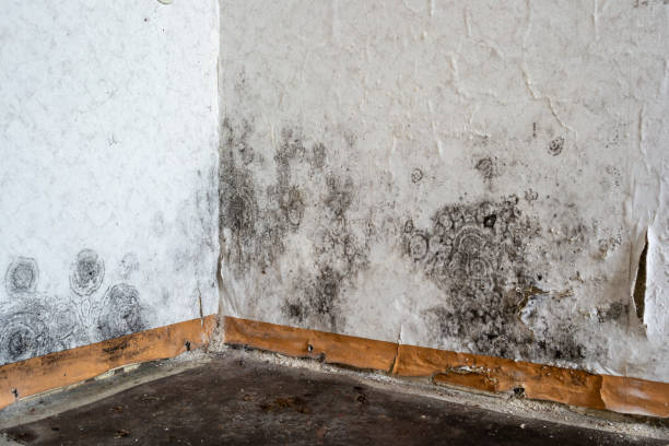 Best Mold Removal and Inspection  in USA